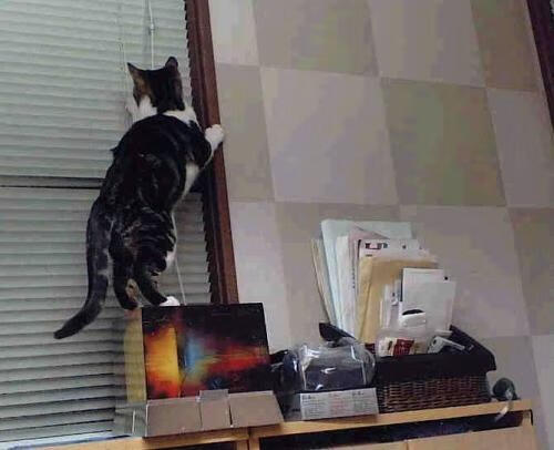 “意甲老牌队伍卷土重来，争夺冠军稳扎稳打_，意甲冠军来群里看看