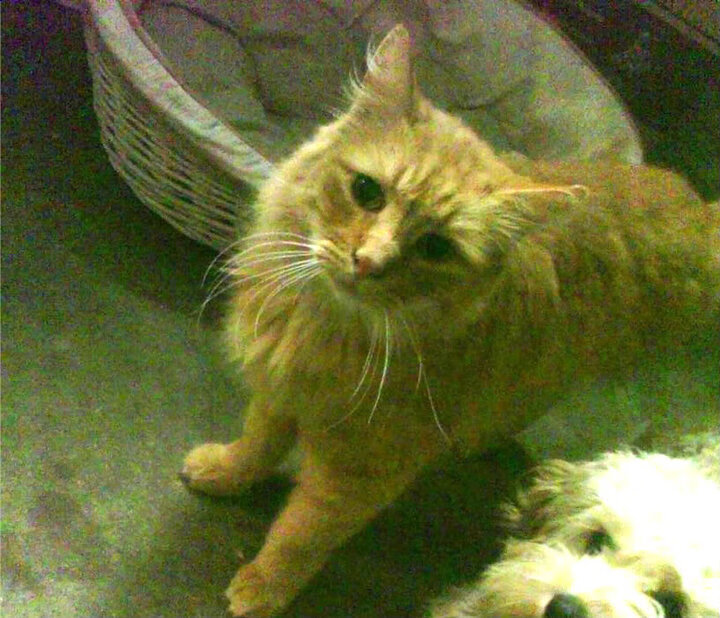 城市篮球夜场活动盛大开启，点燃群众体育热潮，篮球馆晚上开放吗