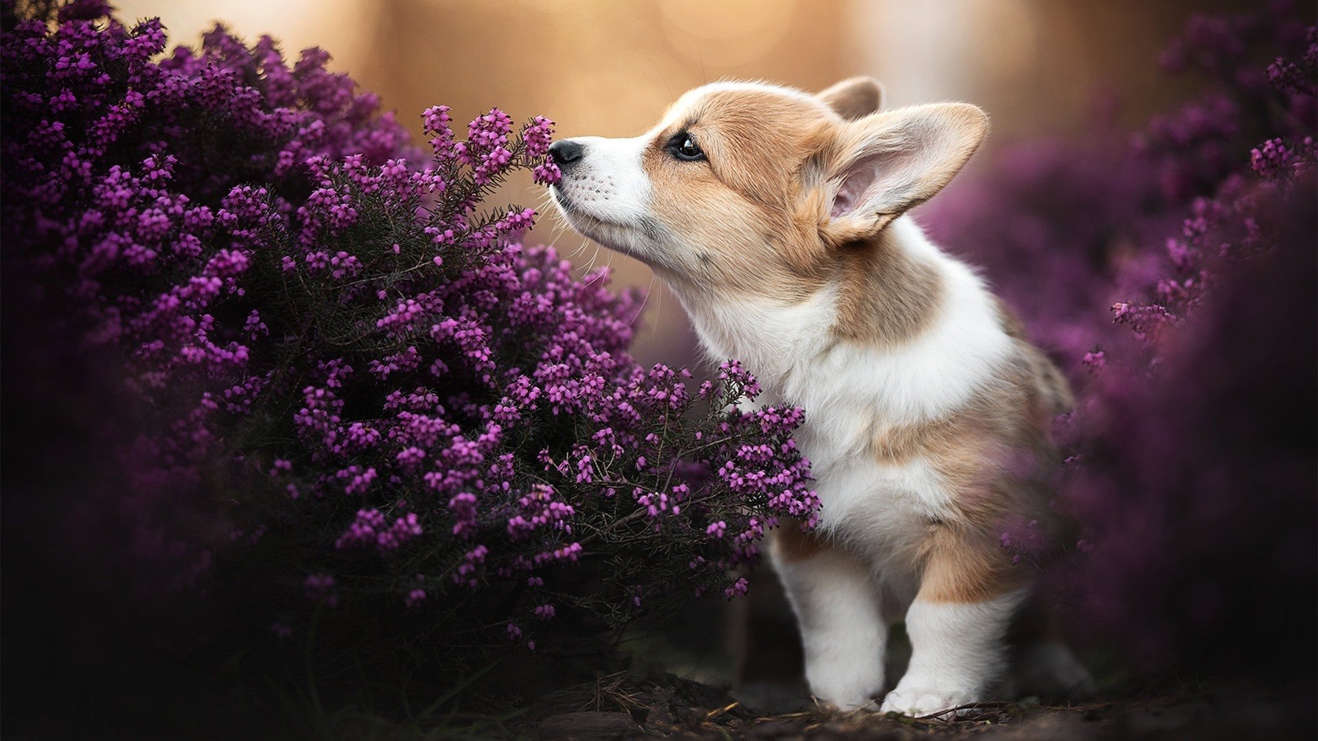 城市自行车改装秀:速度与个性的融合,自行车改装车