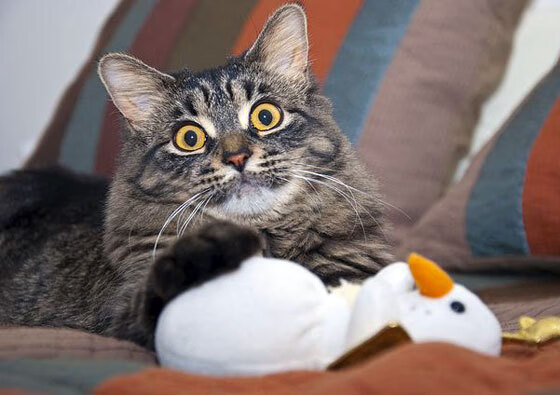 拯救球队的“终极武器”——关键时刻的英雄表现，拯救篮球