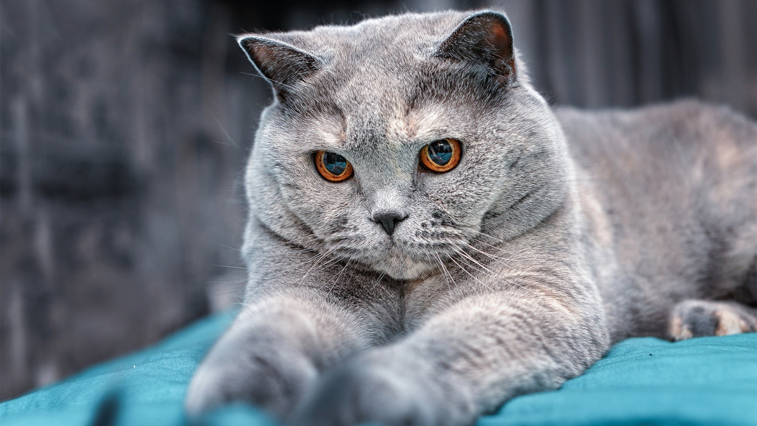 草原骑马表演赛,传统文化与运动融为一体,草原骑马比赛