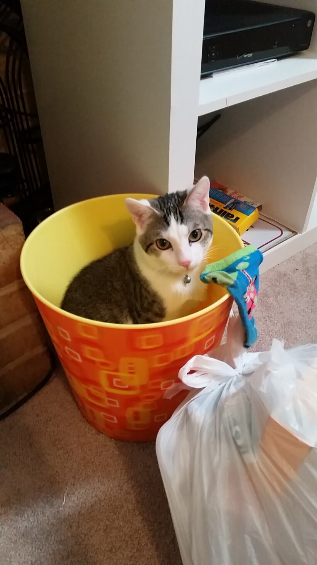 赛季黑马队伍爆发，谁才是真正的“意外之喜”？，黑马联赛第五季