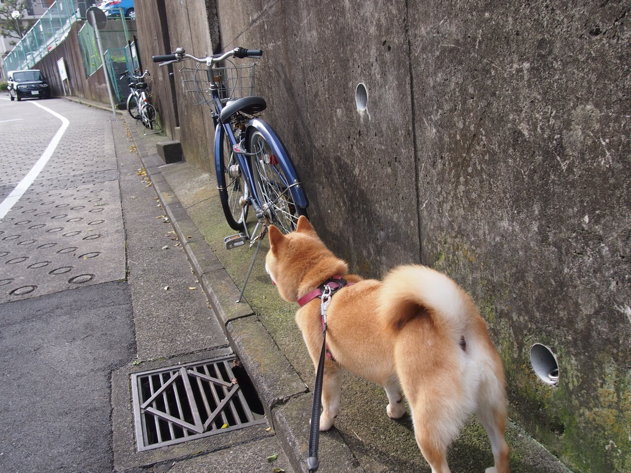 体育风向标：女足比赛中的绝佳进球！，女足经典进球