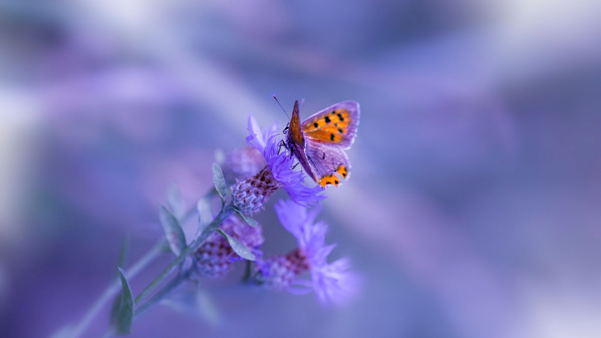 利兹联主场告捷，终结连败，球队新帅上任后首胜，利兹联队 球星