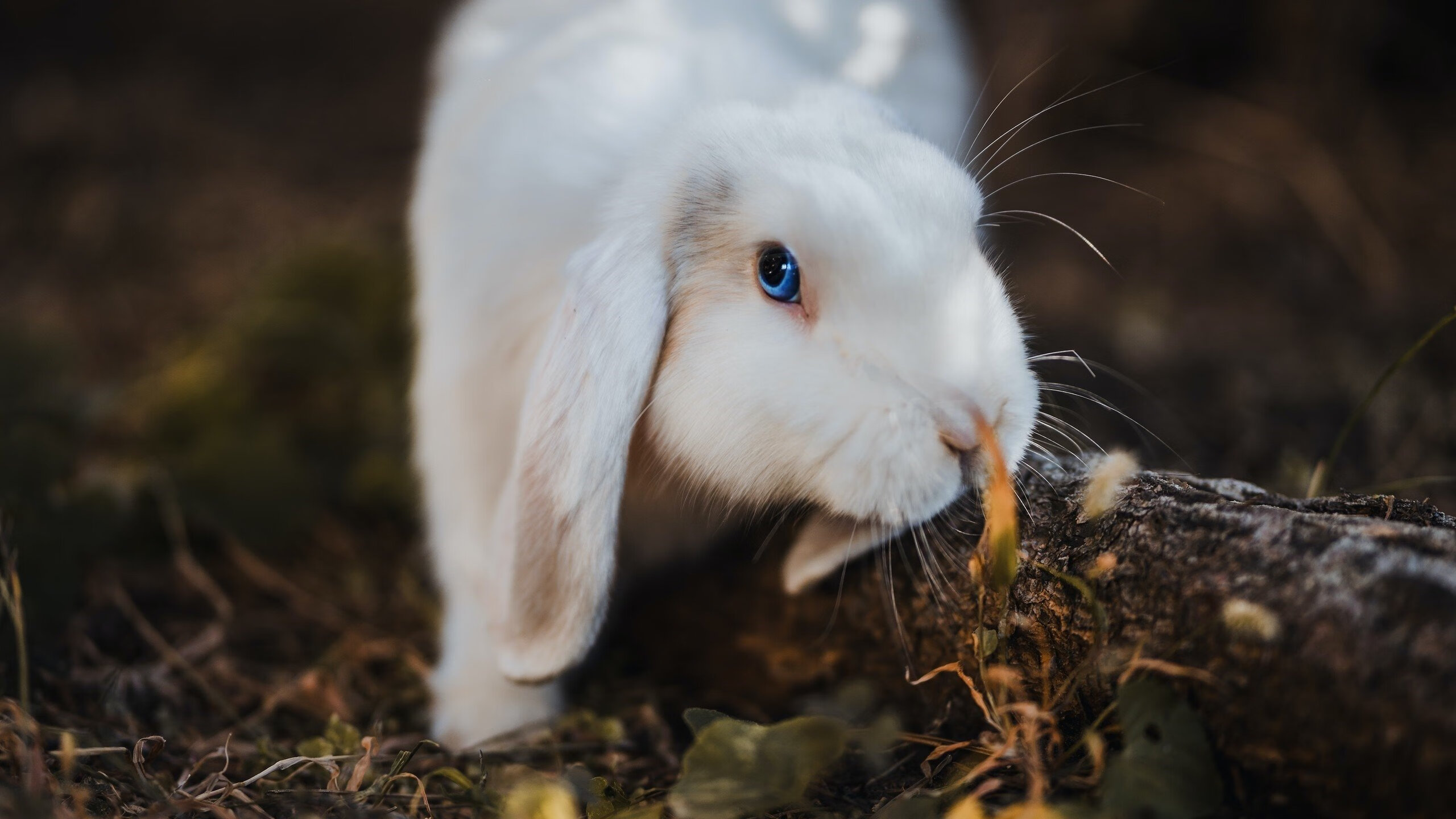 卡利亚里后防问题突出，防线稳固性受质疑，卡利亚里市