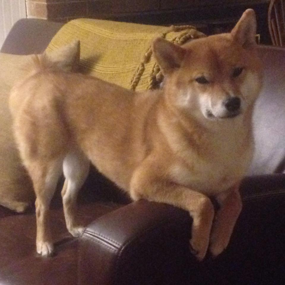 卡利亚里后防问题突出，防线稳固性受质疑，卡利亚里这个牌子质量如何