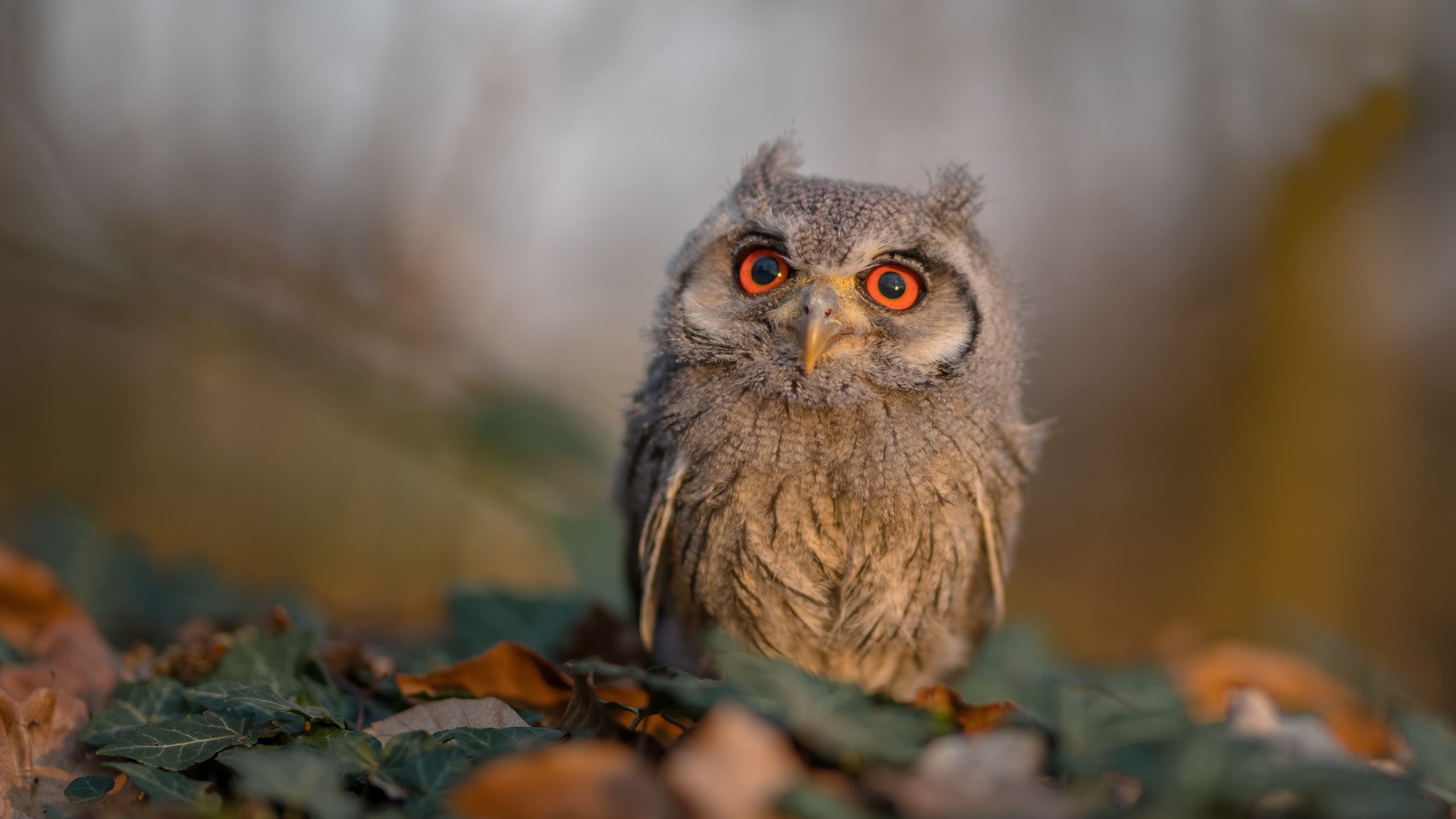 摩洛哥遭遇保加利亚，欧洲杯预选赛胜负双方未定，摩洛哥乙组联赛比分