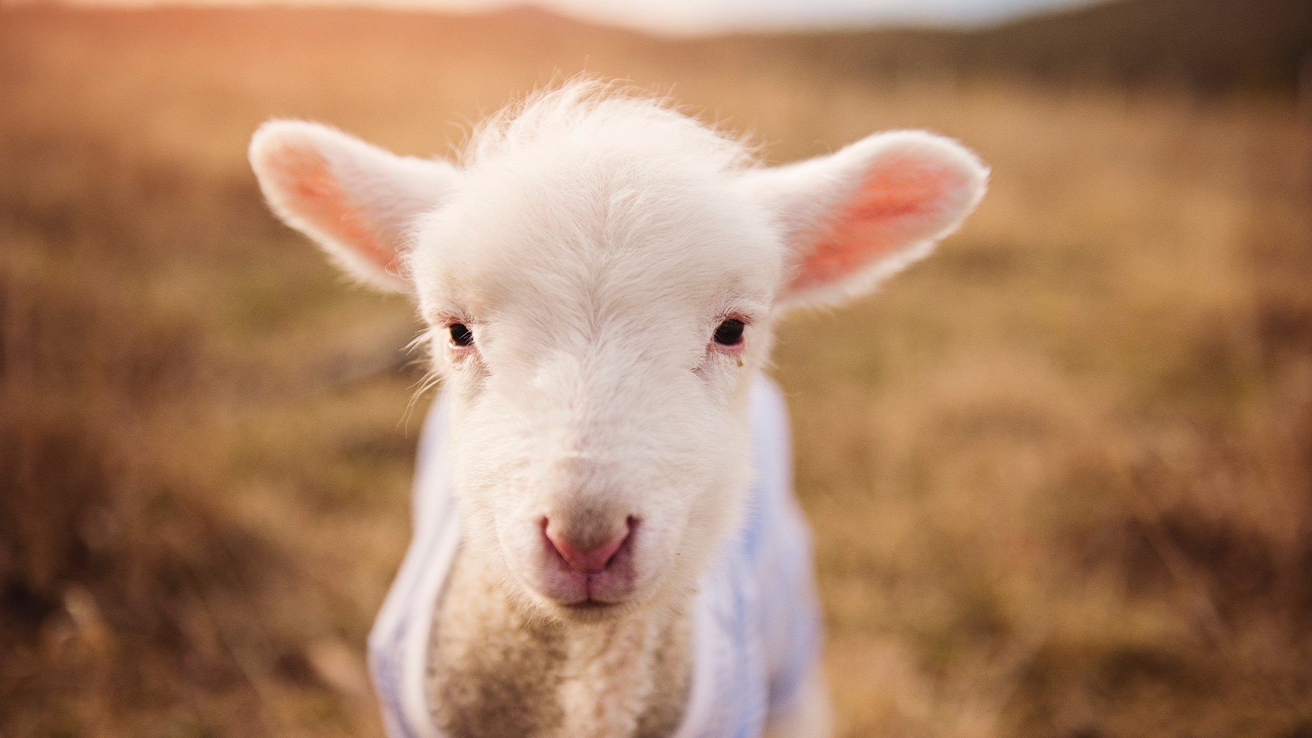 瑞士队在欧预赛中遭遇挑战,晋级形势严峻,瑞士联赛欧冠名额