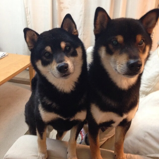 瑞士队在欧预赛中遭遇挑战，晋级形势严峻，瑞士阵容欧洲杯