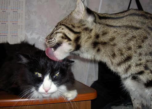 科尔切斯特联客场击败斯旺西市，球队获得主场首胜，士气大振，科尔切斯特位置