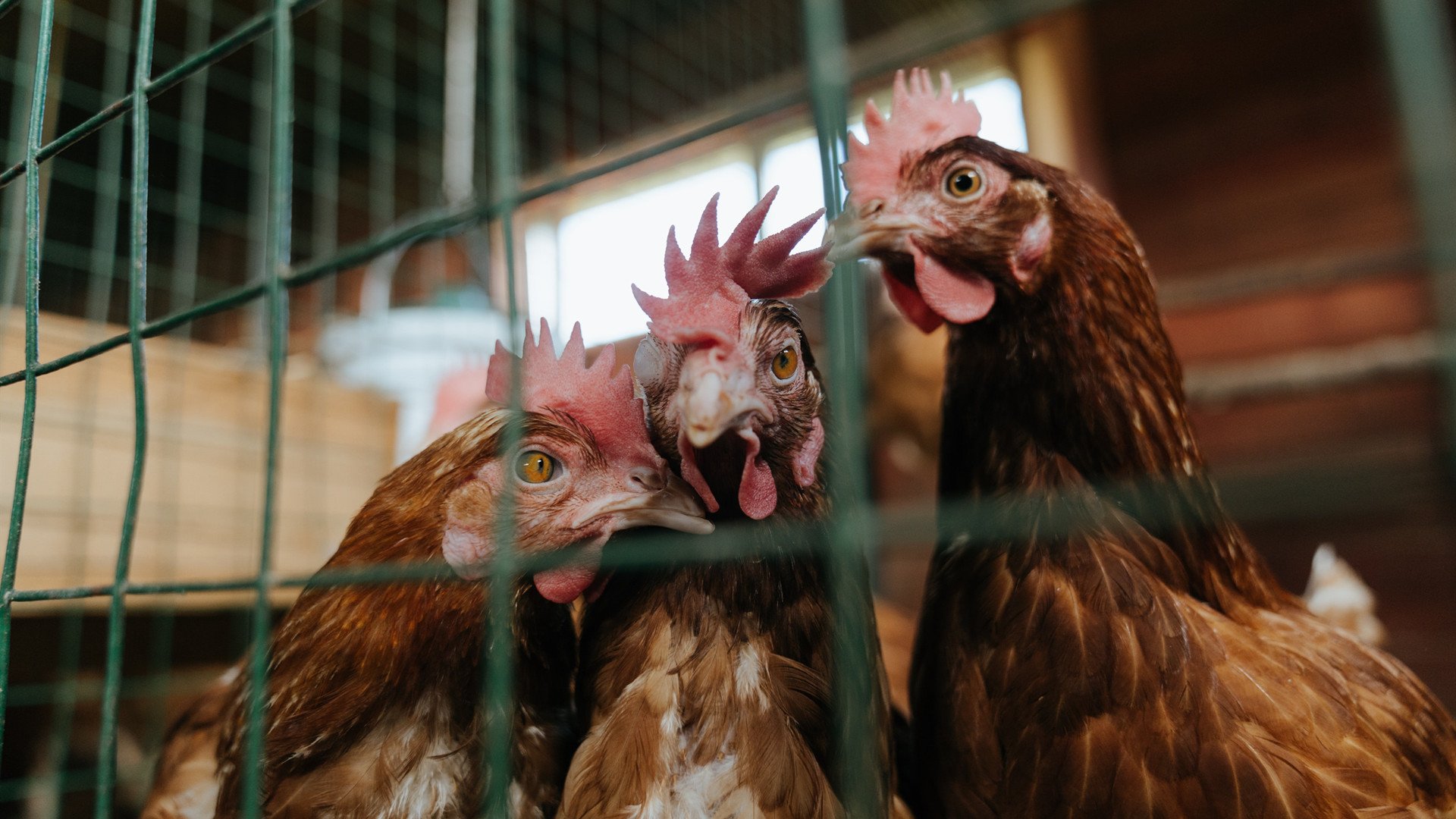 美洲强队齐聚篮球大赛，谁能笑到最后？，美洲强队齐聚篮球大赛,谁能笑到最后