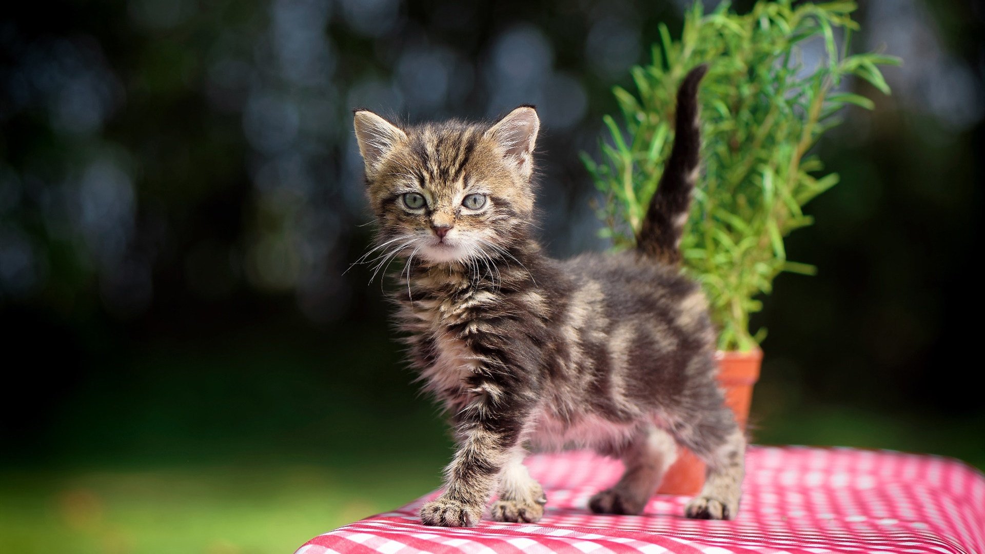 美洲豪门球队争夺篮球巅峰,火药味十足,美洲的球队