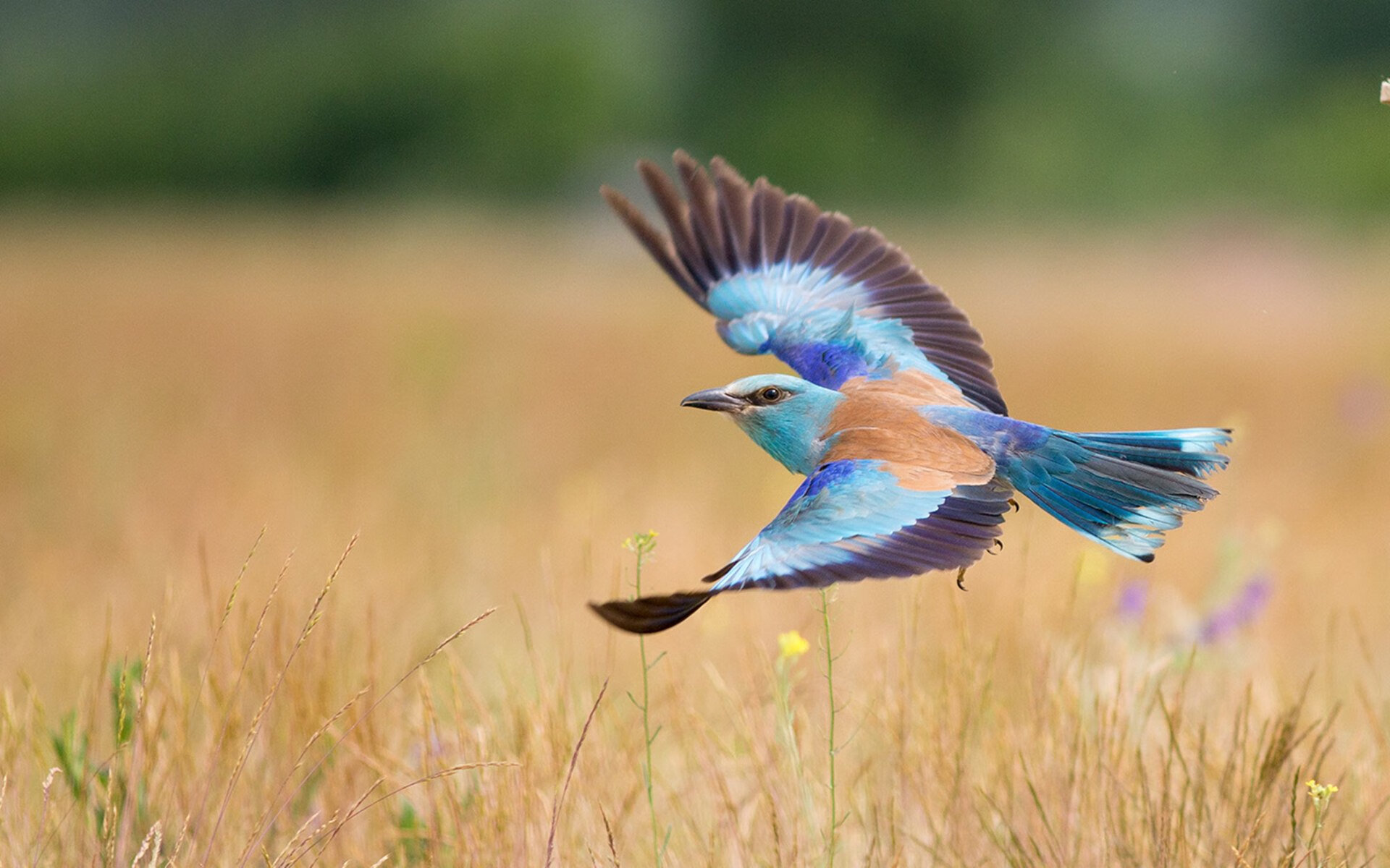血战到底，胜负即将揭晓，双方竭尽全力争夺胜利！，血战到底意思