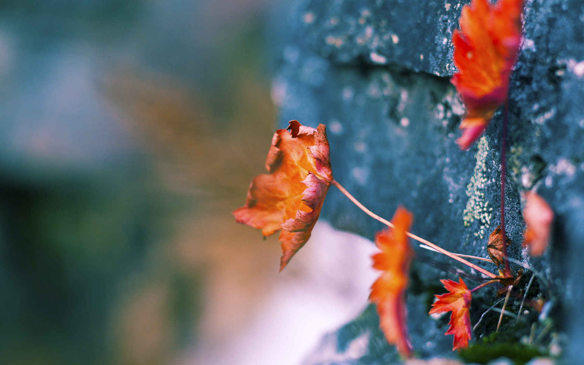 里尔防守端表现稳定,里尔防守端表现稳定的球员