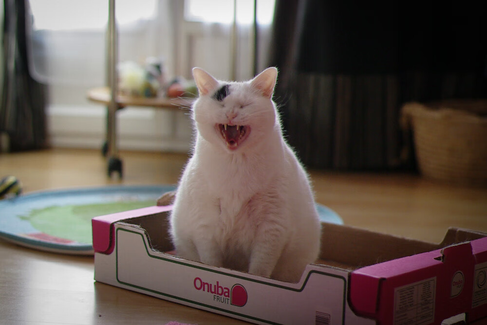 里昂俱乐部在关键比赛中大胜，巩固领先优势，里昂俱乐部年薪