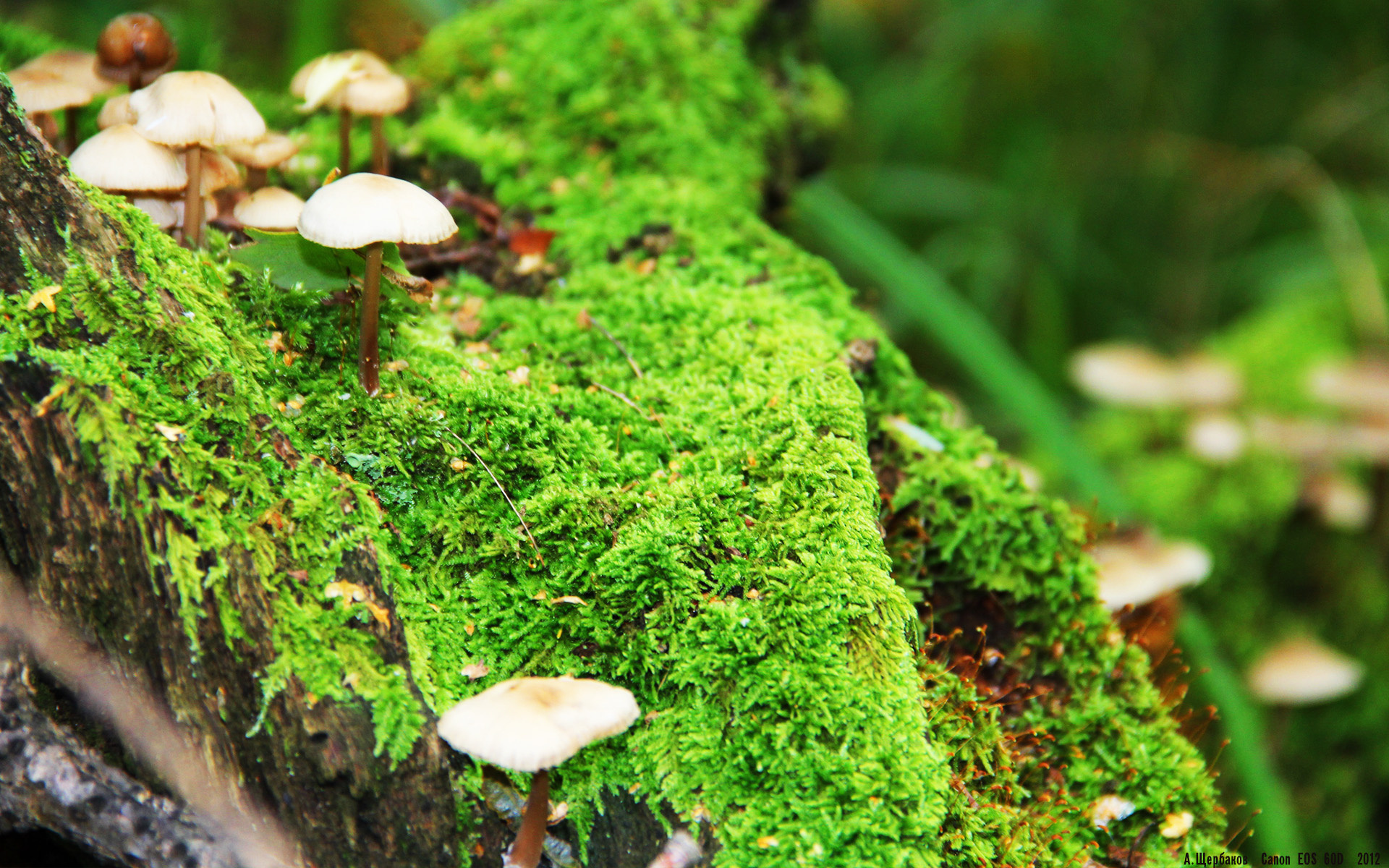 中国足球高密度传控战术回合成功统计,中国足球高密度传控战术回合成功统计