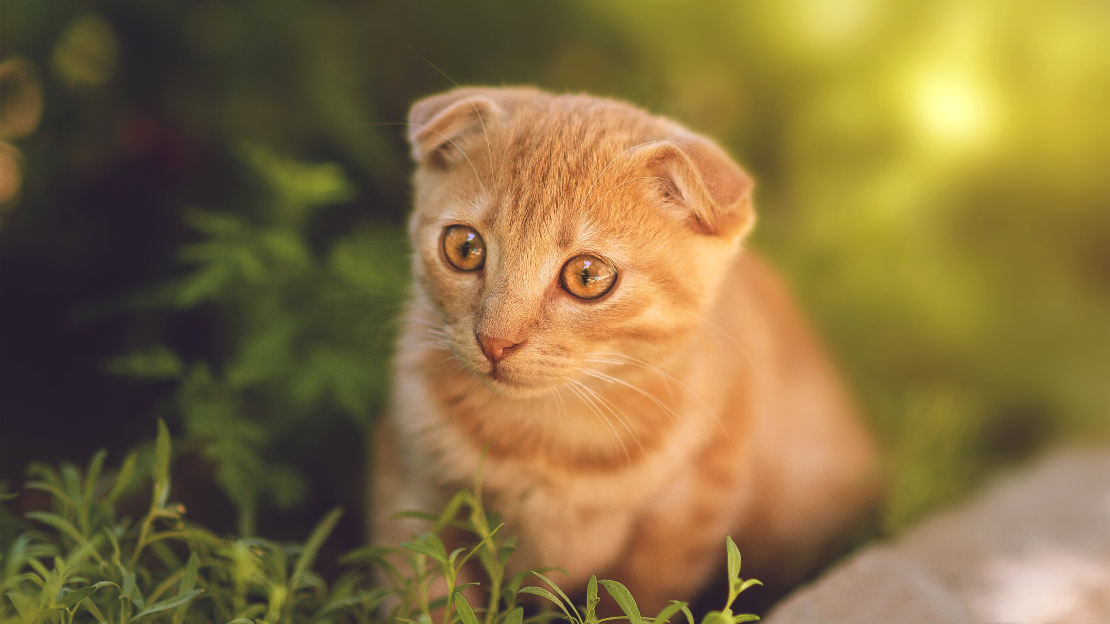 体育明星积极参与公益活动传递正能量,体育明星赞助案例