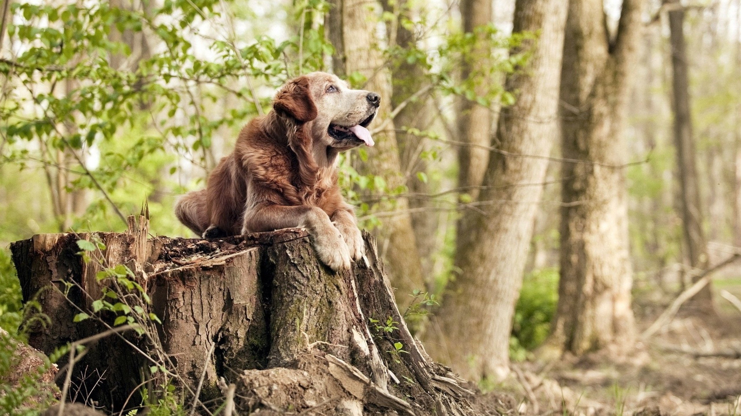 体育服务机器人亮相大型综合赛事现场，全国体育机器人联盟