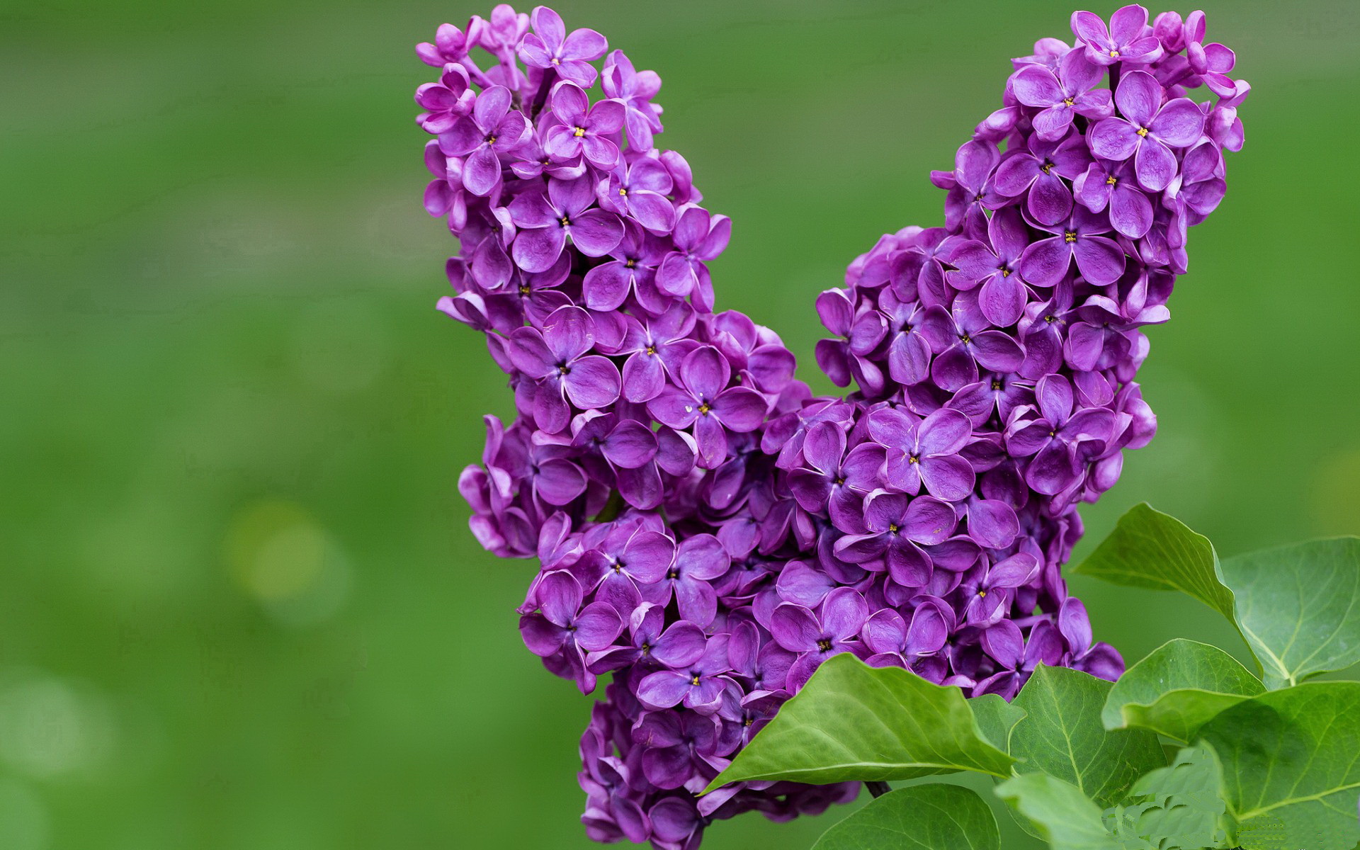 德国队未来的机遇：国际乒联混合团体世界杯为其带来的突破口，德国乒乓球参赛名单