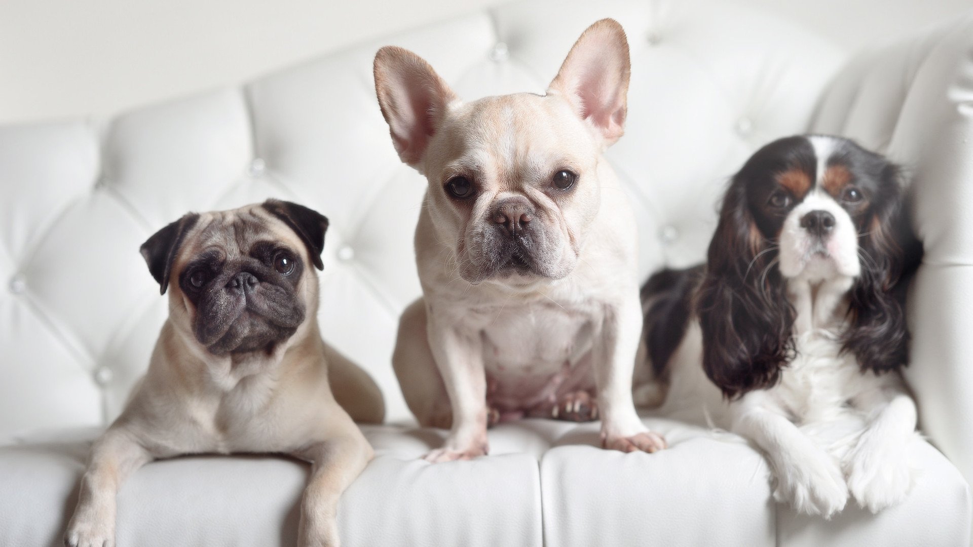 赛事运营团队加强品牌建设与粉丝互动,赛事运营方案