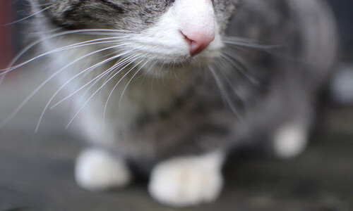 奇才本场比赛快攻得分创赛季新高，奇才比赛全场录像