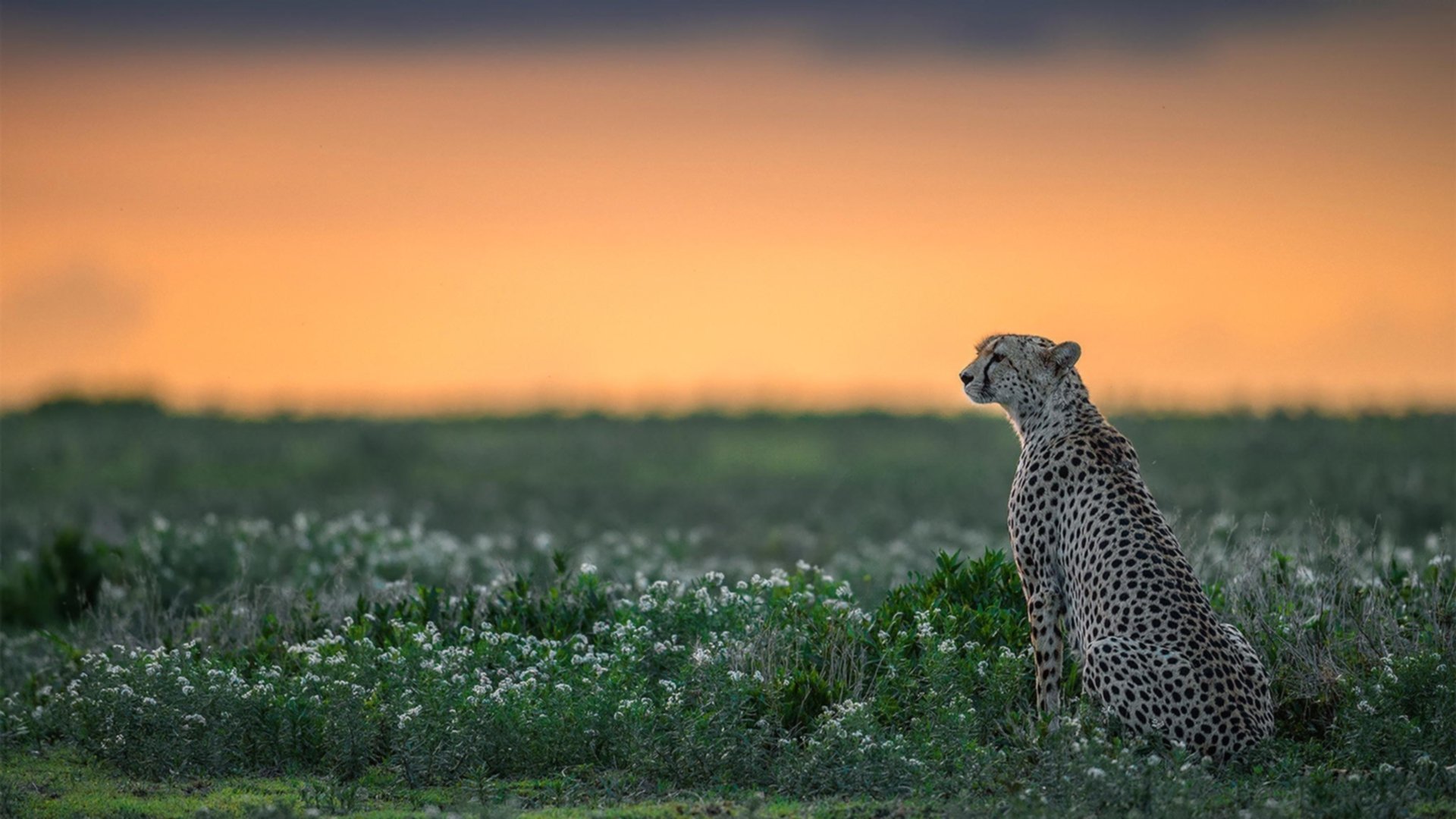 男子橄榄球需警惕全球竞争加剧，男子橄榄球比赛