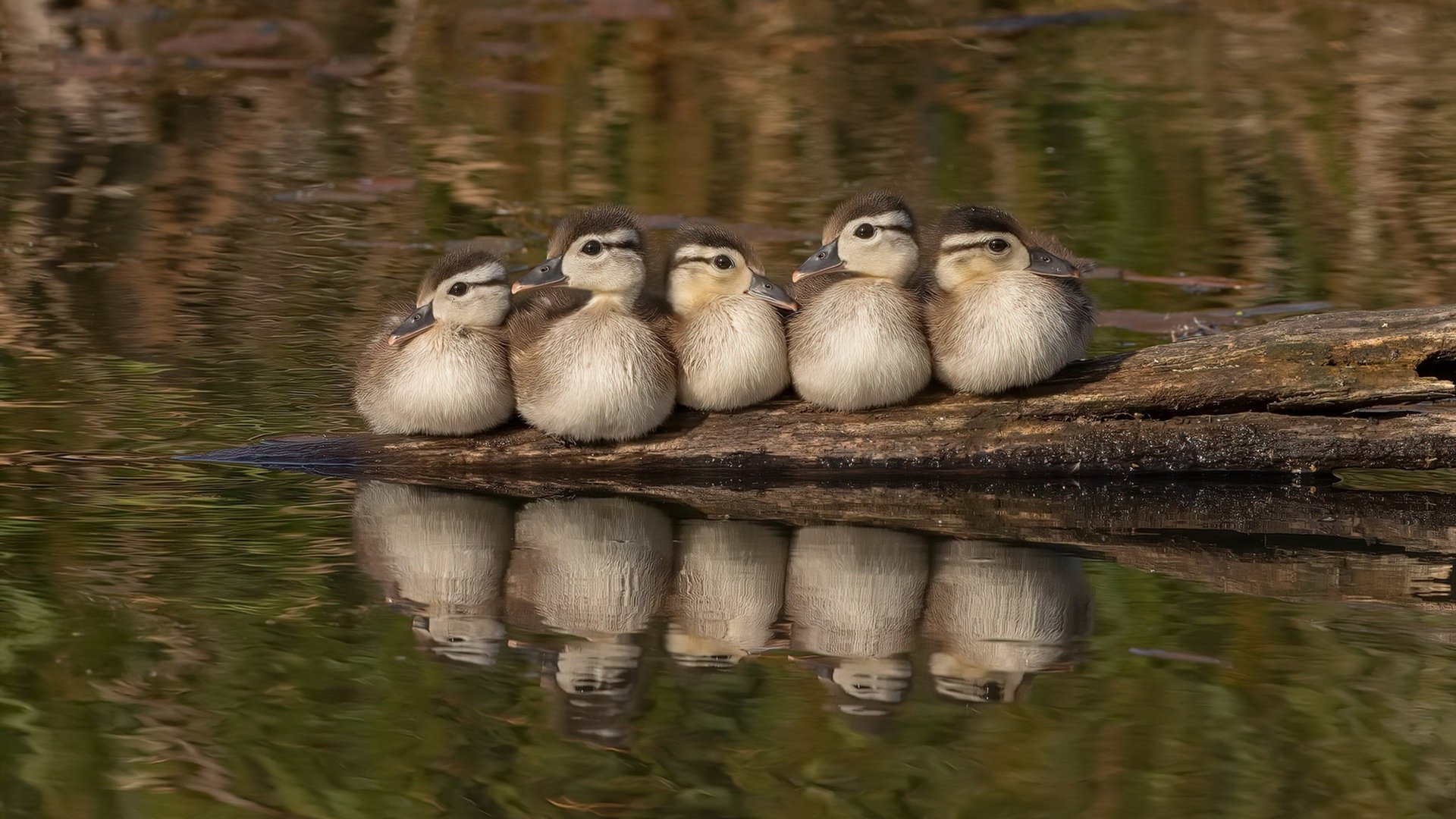 胡贝特·科斯决赛精彩瞬间成为焦点，胡安贝内特百度百科